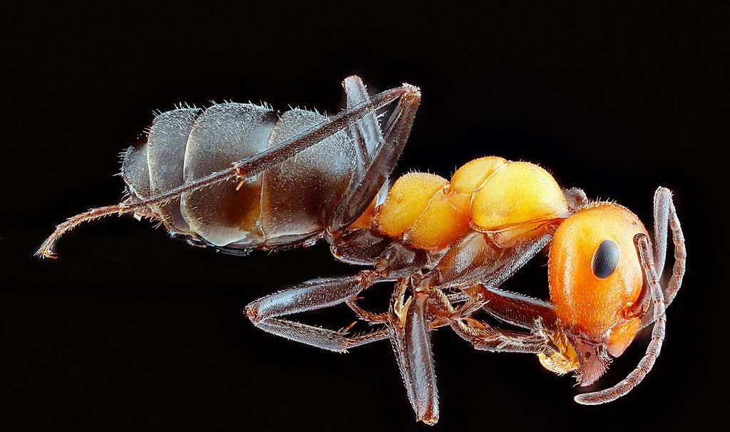 Ant Control service in Johnson City, TN