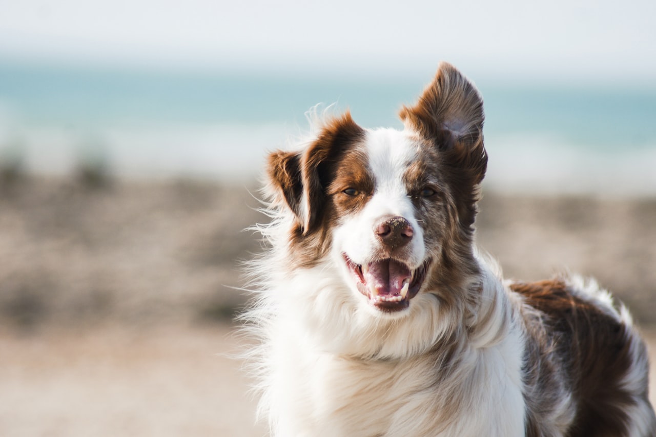 Flea & Tick Control service in Johnson City, TN