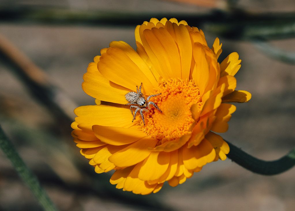 Spider Control service in Johnson City, TN